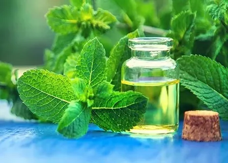 تصویر 3 از فروش عرق نعنا خانگی + قیمت خرید به صرفه